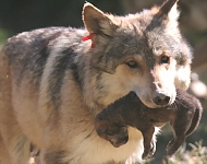 El Universal - Los Estados - Nacen siete lobos grises en cautiverio en  Guadalajara