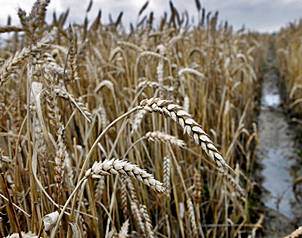 Un paso vital hacia la clonacin de semillas Un paso vital hacia la clonacin de semillas