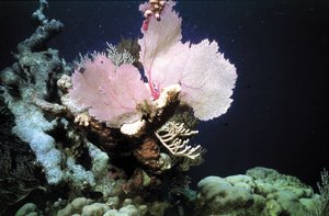 Elevaciones en los fondos, zonas muy poco exploradas Elevaciones en los fondos, zonas muy poco exploradas