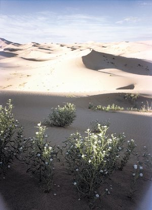 Alertan sobre destruccin de hbitat en desierto Alertan sobre destruccin de hbitat en desierto