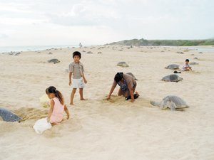 Imparable, la depredacin de tortugas en el Pacfico Imparable, la depredacin de tortugas en el Pacfico