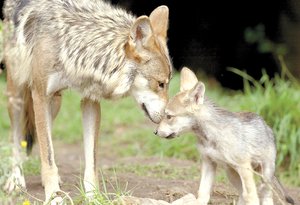 Participan en la recuperacin del lobo gris mexicano