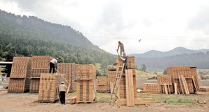 Amanalco, el bosque que logr� la sustentabilidad