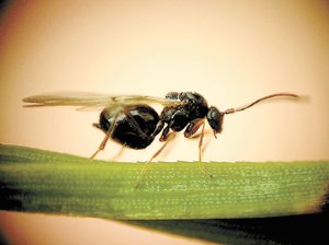 Documentan la gran importancia ecol�gica de los encinos