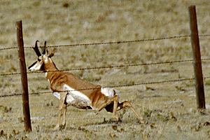 Amenazado, el berrendo en la frontera M�xico-EU