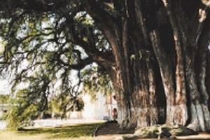 El Universal - Cultura - El ahuehuete revela sequías en el pasado