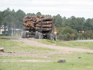 Actividad forestal baja por violencia Actividad forestal baja por violencia