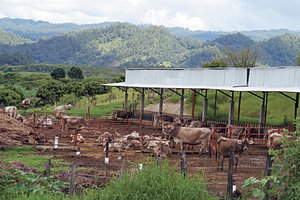 Frontera sur, porosa para el trfico ilegal de ganado