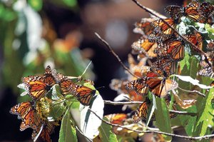 Semarnat abre al p�blico santuarios de monarcas