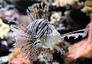 Alertan por presencia de pez len en Veracruz Alertan por presencia de pez len en Veracruz