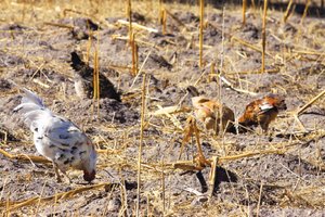 Azota sequ�a a Michoac�n