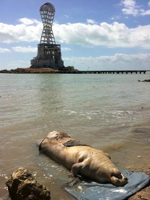 Hallan manat muerto en baha de Chetumal El mamfero marino fue encontrado a la orilla de la Baha, a la altura de la Mega Escultura