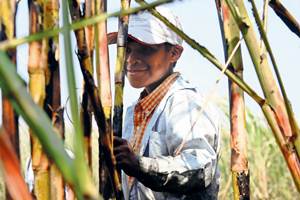 Infancia perdida entre surcos Muchos de los menores son llevados por sus padres a los campos para cortar la suficiente ca?a para o