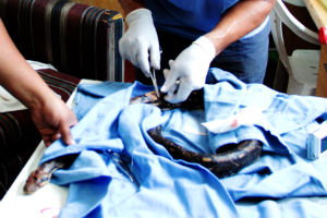 La boa recibi� atenci�n veterinaria porque present� heridas en la piel