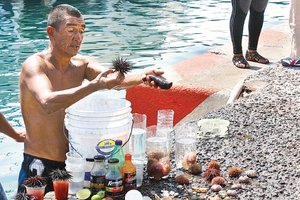 Saca �jugo� al erizo para vender como bebida ex�tica