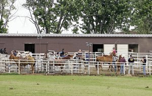 Subastar�n caballos de �Los Zetas� en EU