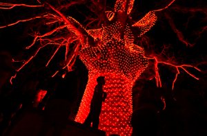 Iluminan rbol sagrado de los mayas en Campeche Autoridades estatales y municipales iluminaron con luces rojas el rbol de Ceiba, con el que le oto