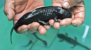 Contin�a la recuperaci�n de Xochimilco y del Axolote