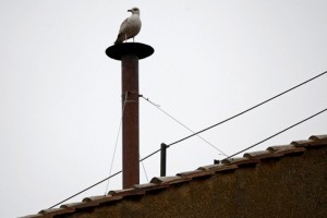 La gaviota que acapar la atencin en El Vaticano Uno de los trending topics