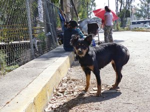 En el olvido, canes de Xochimilco