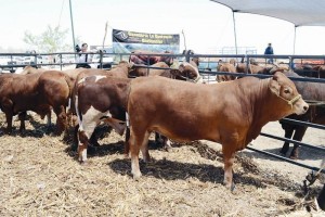 Deja ganancias millonarias tr�fico ilegal de ganado de CA