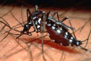Registran mil 647 casos de dengue en Tamaulipas