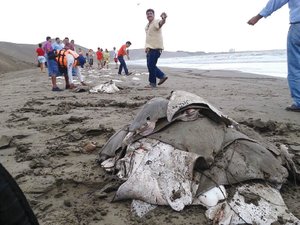 Profepa investiga muerte de rayas en playa Chachalacas