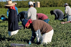 NYT: Esperan 4.4 millones de migrantes residencia en EU NYT: Esperan 4.4 millones de migrantes residencia en EU