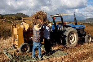 Campesinos llaman al Gobierno a reanudar di�logo para pacto 