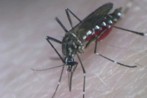 Casos de dengue, la SST pidi que las hospitales privados informen sobre casos de esta enfermedad