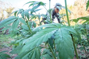 Ninguna iniciativa para legalizar la cannabis ha prosperado desde 2000