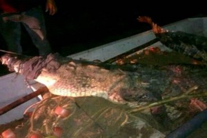 El cocodrilo de casi 4 metros de largo victim a un menor de 10 de aos en el municipio de Santiago 