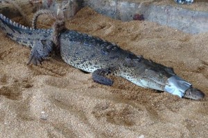 Restauranteros de Puerto Marquez capturan un cocodrilo
