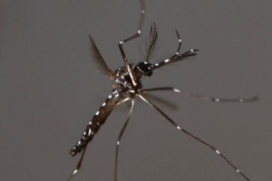 El mayor nmero de casos de dengue se presenta en la zona metropolitana de Guadalajara