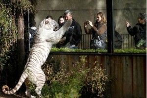 tigre,ataca,nio Organizacin civil advirti que denunciar ante la Funcin Pblica a los funcionarios de la Secretar