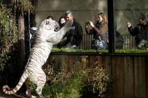 <b>Historia.</b> Todava suea que lo muerde un tigre <b>Historia.</b> Todava suea que lo muerde un tigre