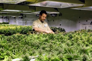 Colorado ser� el primer lugar en el mundo donde la mariguana estar� regulada desde la semilla hasta 