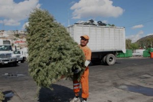 La gente ha tomado m�s conciencia sobre no abandonar los pinos en la v�a p�blica 
