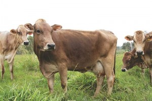 Verdades y mentiras sobre el clembuterol