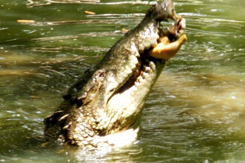 El Universal - Los Estados - Muere célebre cocodrilo de Tabasco; tenía 80  años