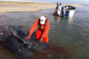 Hallan ballenato siams muerto en BCS Comunmente los ballenatos miden 4 metros al nacer, pero ste midi un poco menos 3.5 metrospues so