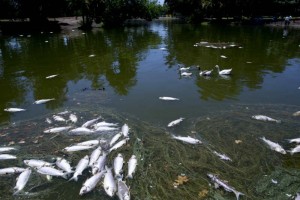 Cientos de peces aparecieron muertos el mi�rcoles sobre las aguas del lago de un parque de Buenos Ai