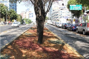 El mulch detiene la erosi�n, mejora la nutrici�n del suelo, retiene la humedad y disminuye las islas