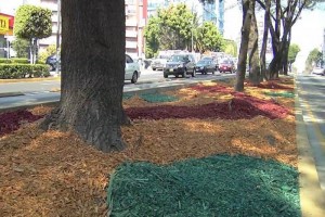 El mulch es una cobertura vegetal que consta de peque�os pedazos de madera que son el resultado del 