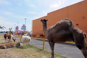 Por mayora, el Congreso de Morelos aprob nuevas disposiciones para prohibir el uso de animales en 