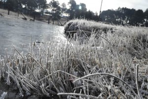 Declaran desastre agropecuario por heladas en Tlaxcala Los municipios afectados podrn acceder a recursos con cargo al presupuesto del Componente Atencin