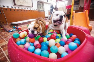 <b>Periodismo de investigaci�n.</b> De una vida de perros, a otra de reyes