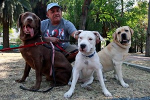 GDF lanza programa empadronamiento Lnea Animales de Compaa Los dueos que registren a sus mascotas obtendrn beneficios