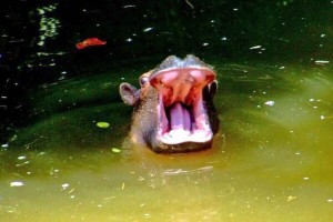 Manik presume sus peque�os dientes en Twitter