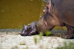 Luego de 16 a�os, el Zool�gico de Chapultepec registr� el nacimiento de una cr�a de Hipop�tamo del N